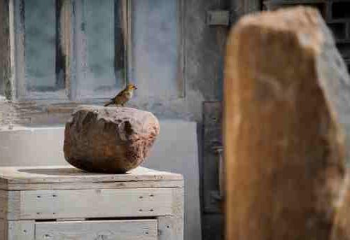 A bird perches on a stone outside of Jason Quigno's studio