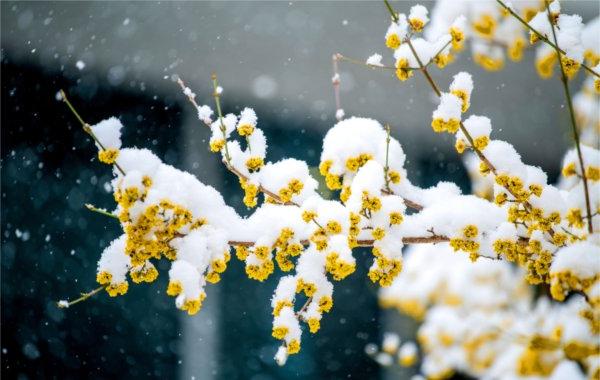 Snow clings to yellow blossoms. 