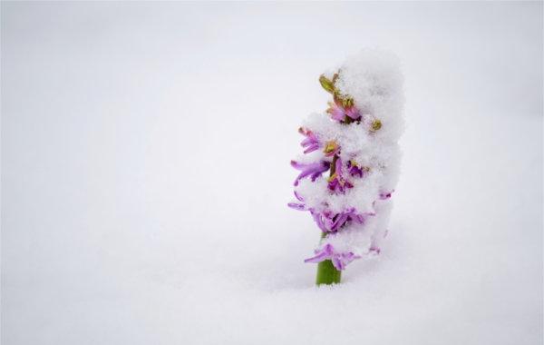  A purple flower pokes up from the snow. 