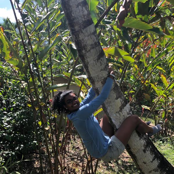 克里斯塔·费尔南多在伯利兹抓一棵树.